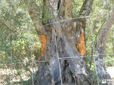 Sierra de Francia: naturaleza que inspira; senderos turisticos agencia senderismo excursiones de ave